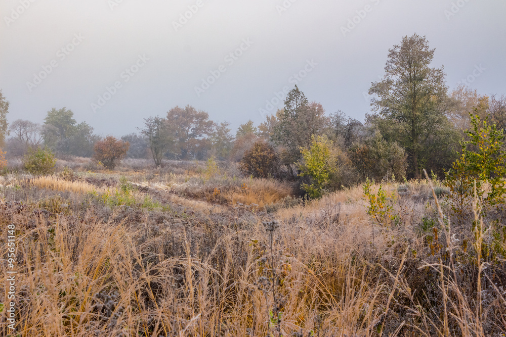 field near forest in fog field near forest in fog