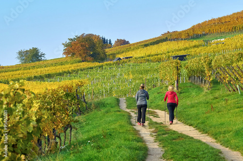 Jogging in Vineyard in autumn- indian summer Joggen