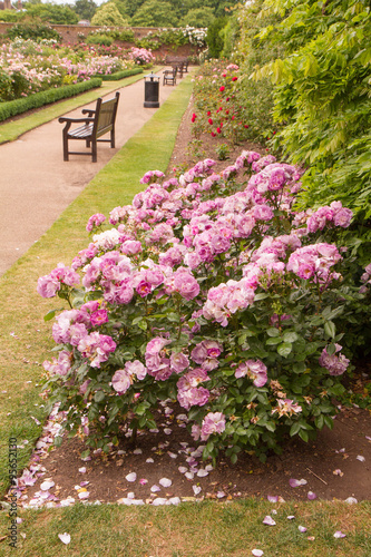 Rose bush blooming in a park