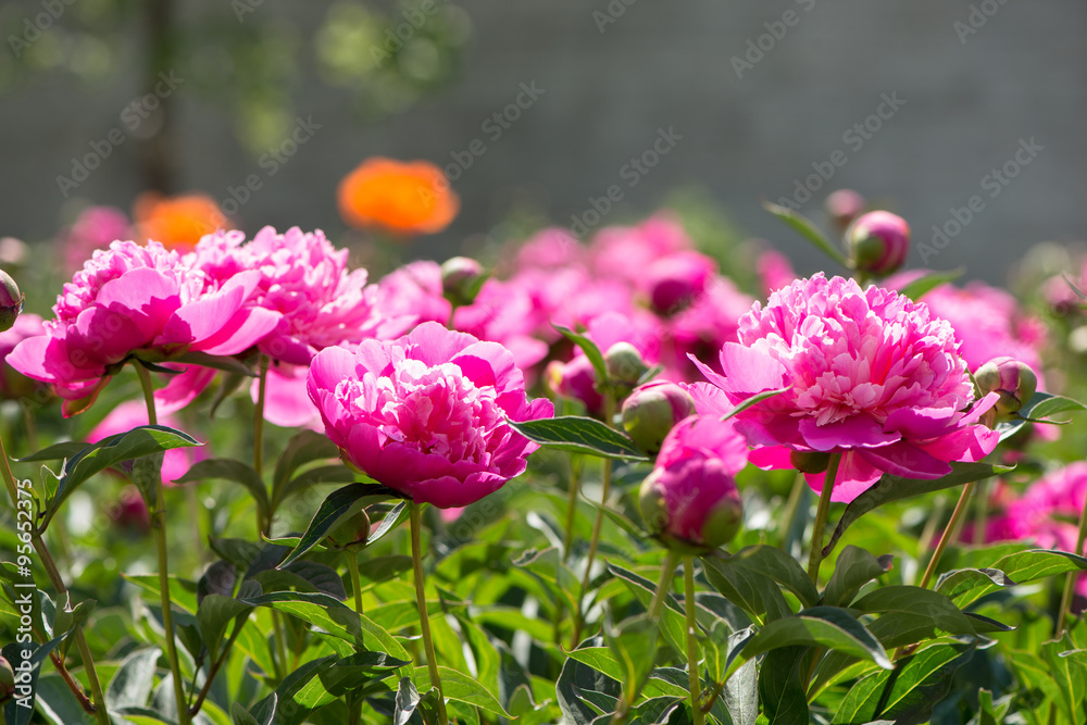 Fototapeta premium flowerbed