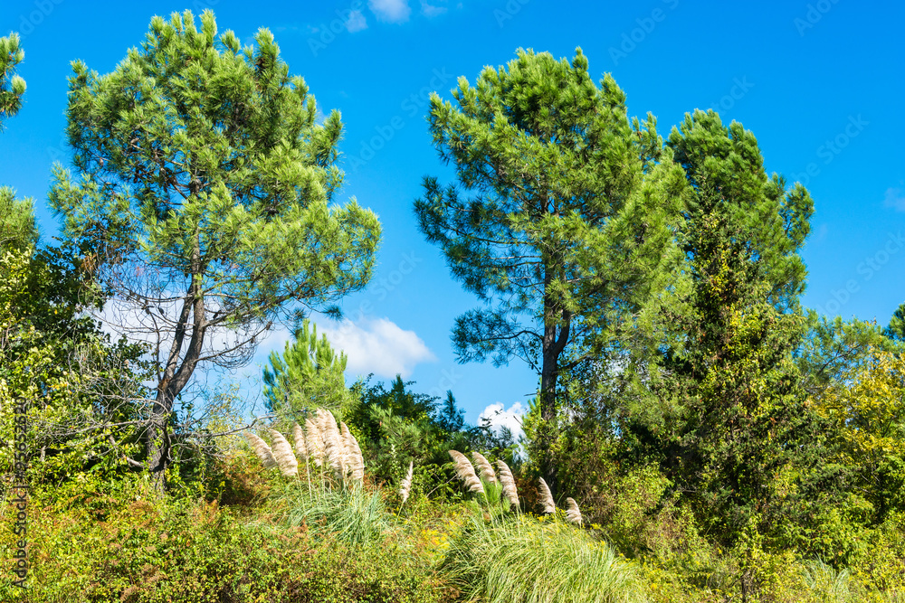 Landscape with young pines.