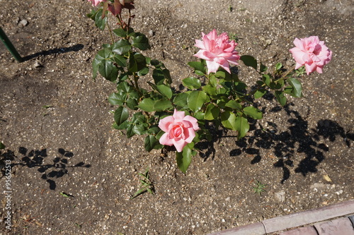 rose rose bush
