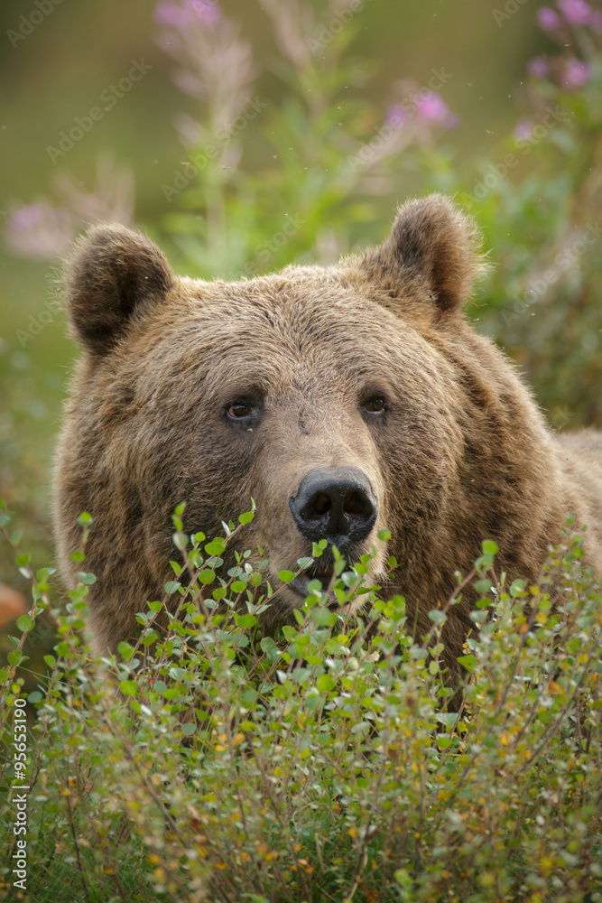 Huge male brown bear in northern Europe Huge male brown bear in northern Europe