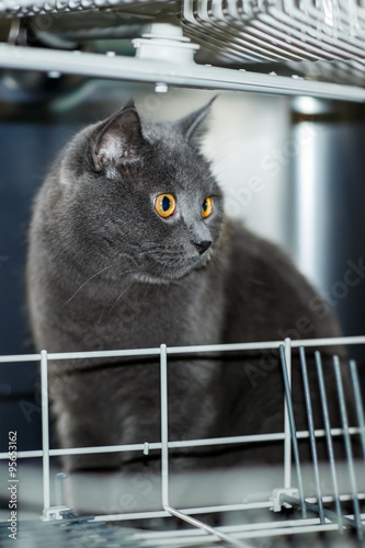 The cat in the dishwasher