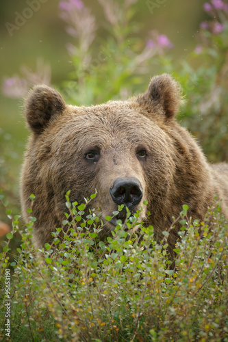 Huge male brown bear in northern Europe