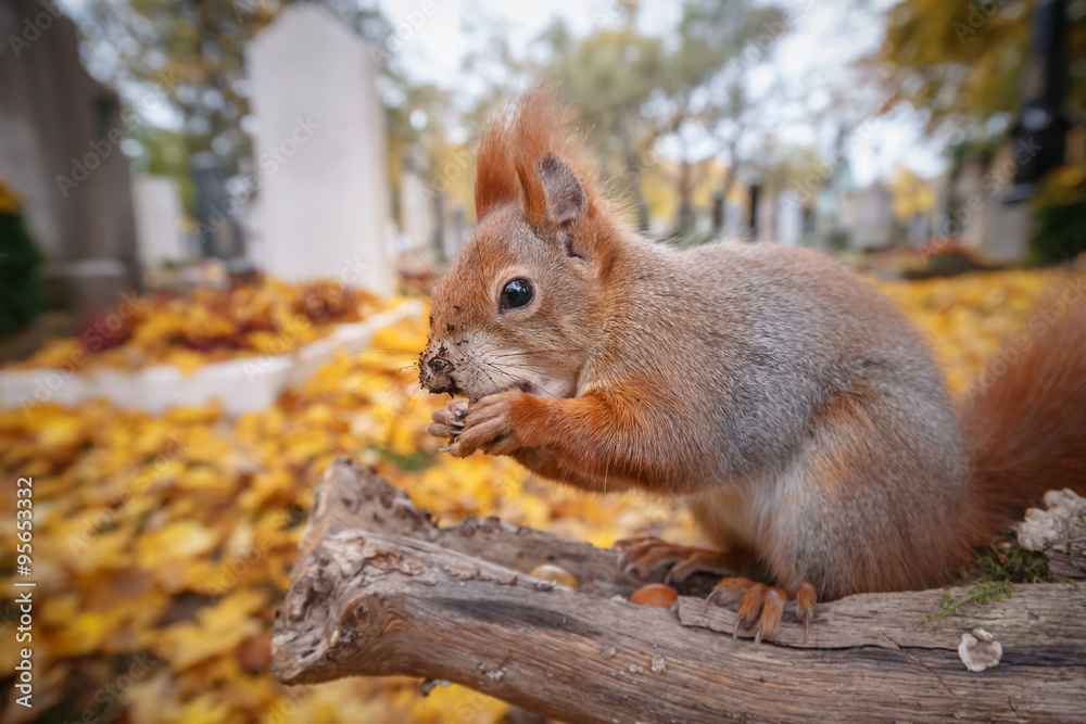 Red squirrel, wide angle in autumn cemetery Red squirrel, wide angle in autumn cemetery