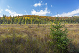 Beaver Meadow in Autumn - Ontario, Canada