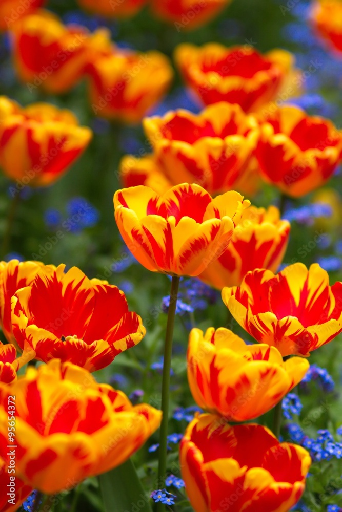 Tulips Tulips