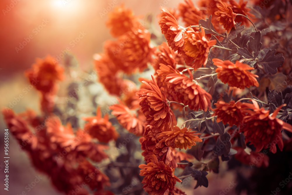 red flowers at windy day red flowers at windy day