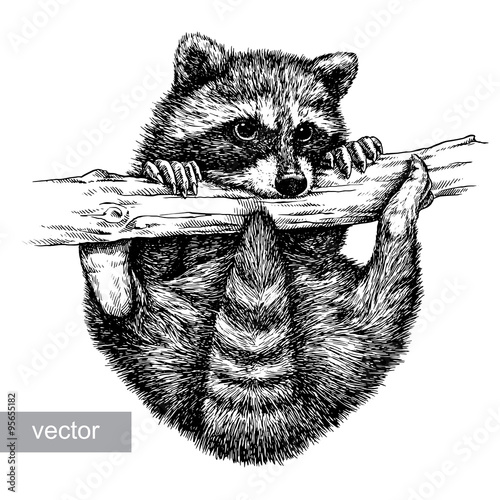 engrave raccoon illustration