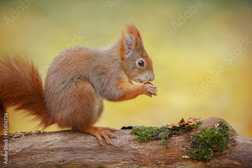 Red squirrel, pastel background