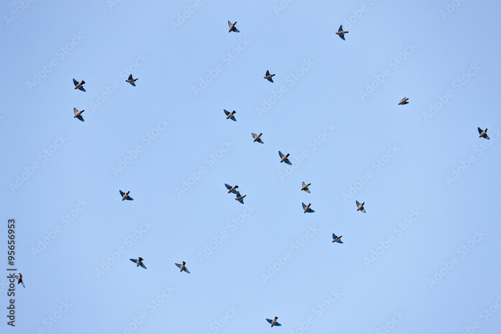 flock of waxwings