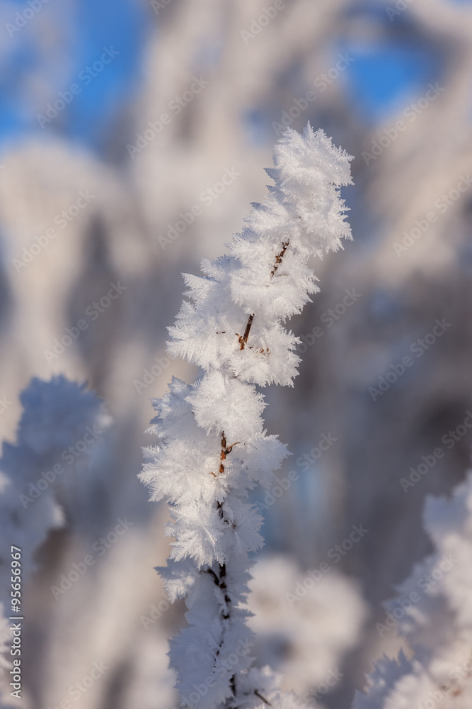 winter plant closeup winter plant closeup