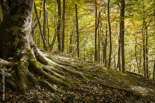Albero secolare con radici coperte da muschio