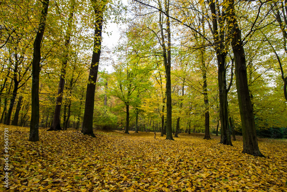 colors of autumn colors of autumn