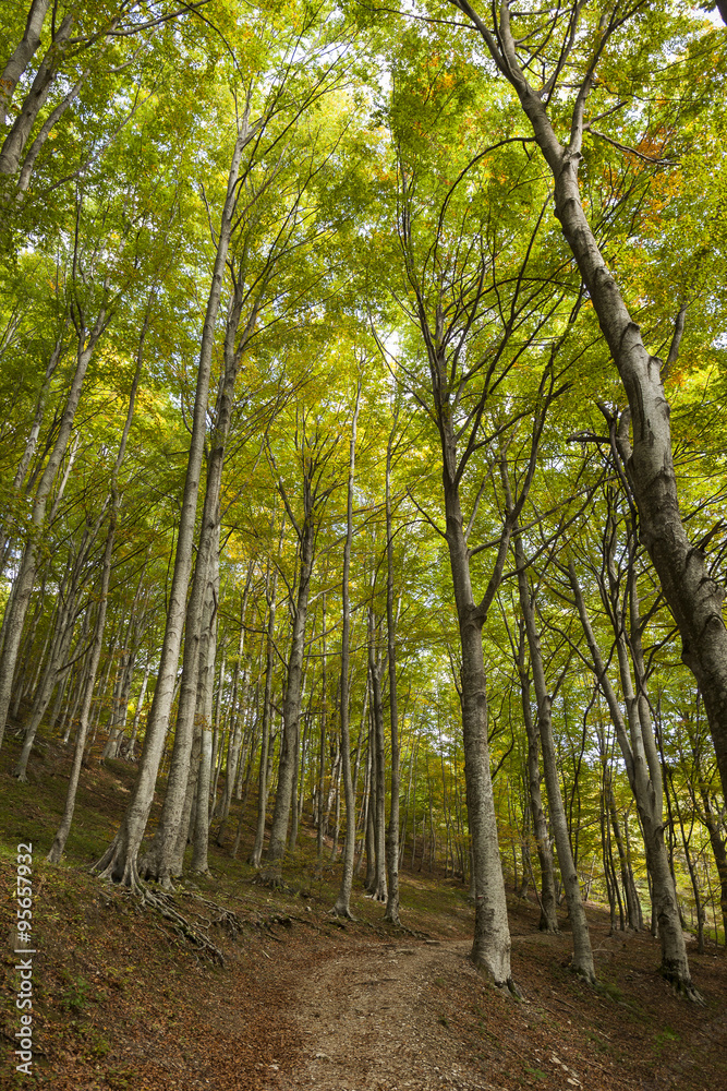 Fototapeta premium Sentiero in mezzo a una foresta di lecci