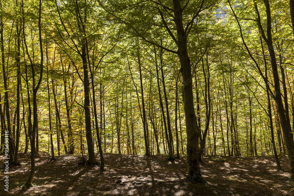 Bosco di lecci. Lunghe ombre proiettate a terra. Bosco di lecci. Lunghe ombre proiettate a terra.