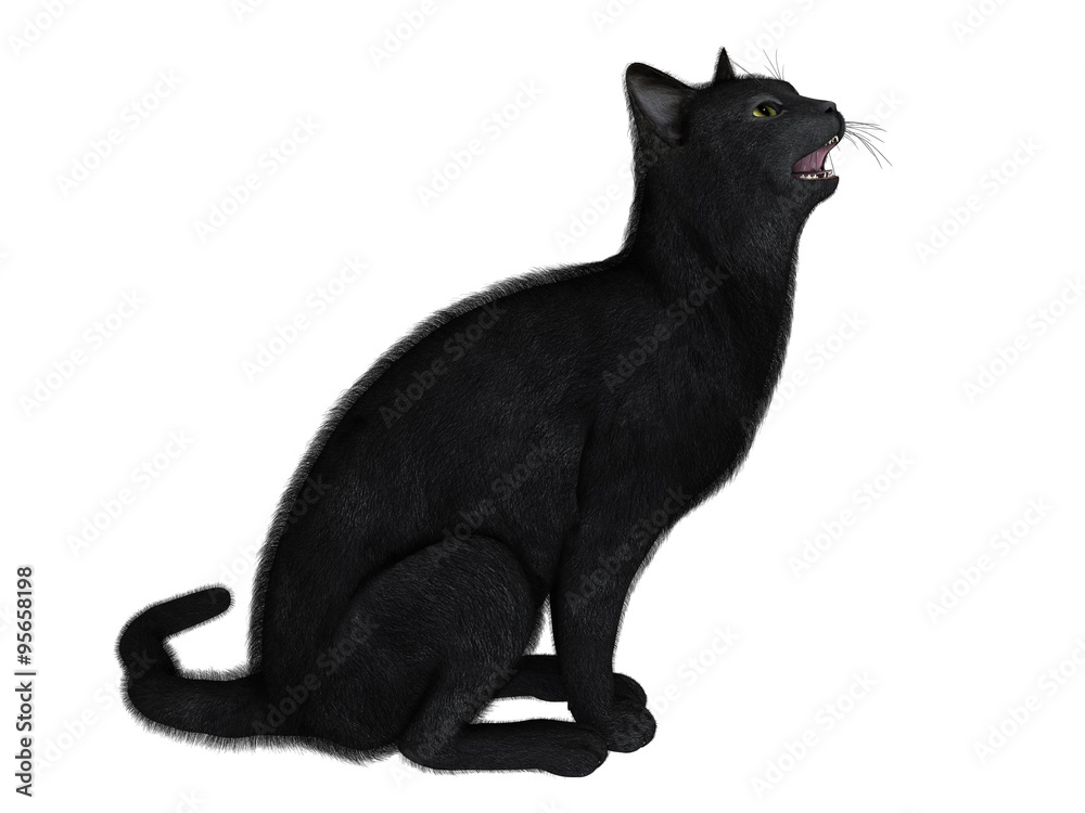 猫 猫