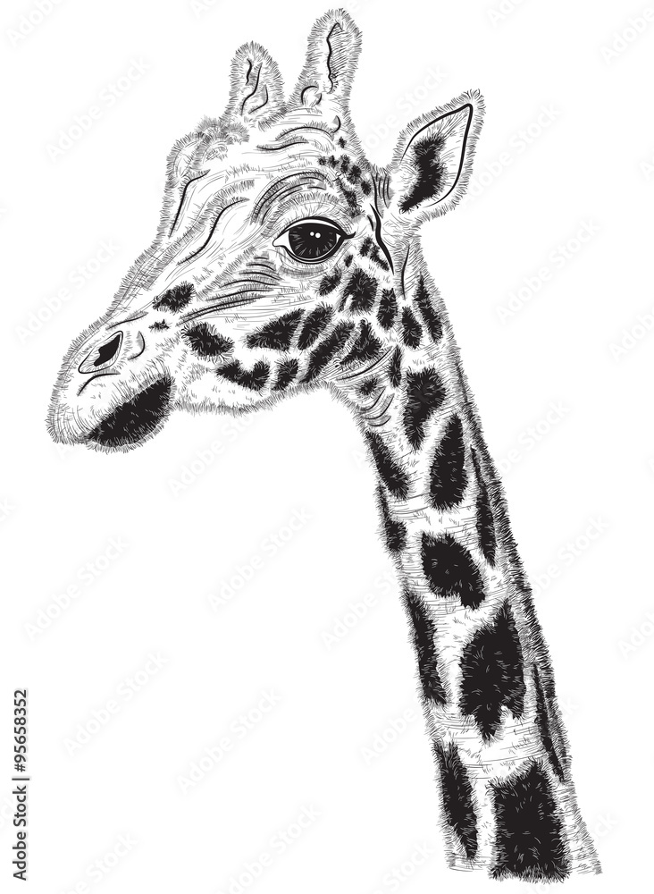 Naklejka premium Black and white portrait of Giraffe