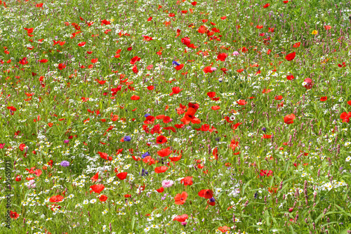 Blossoming meadow background.