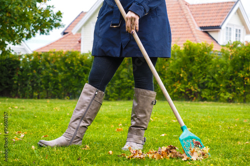 Female person raking green grass from brown leaves at autumn in