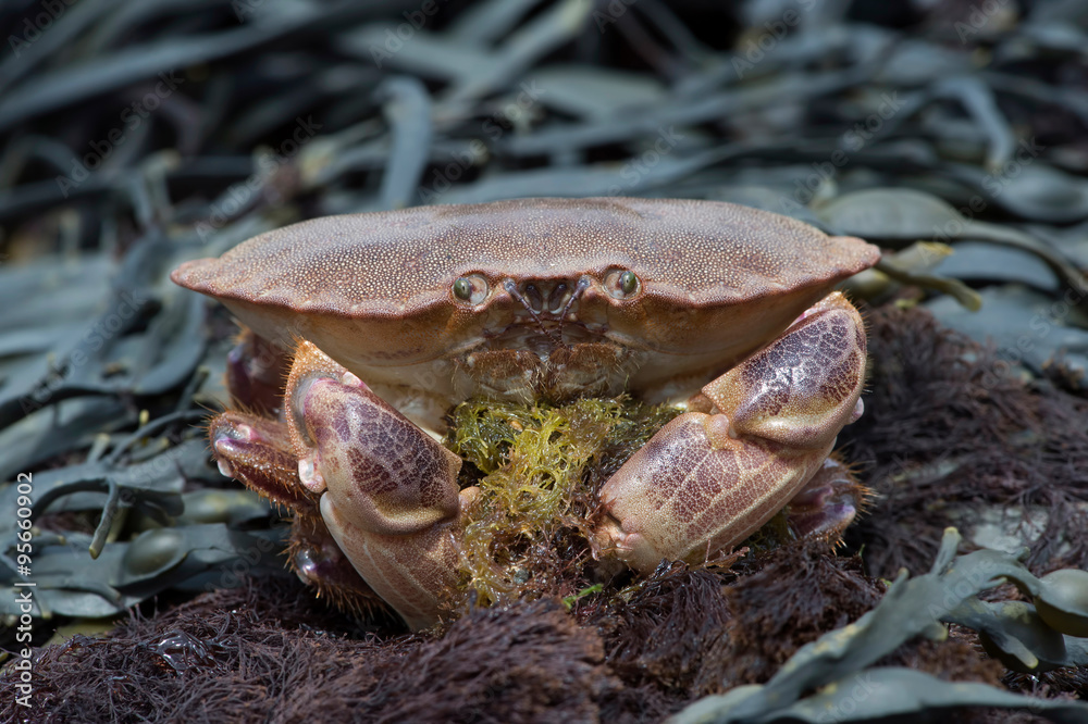 Fototapeta premium Brown Crab (Cancer Pagarus)/Brown Crab amongst Seaweed on a barnacle covered rock