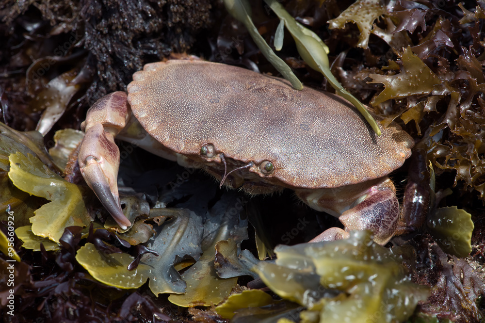 Brown Crab (Cancer Pagarus)/Brown Crab amongst Seaweed on a barnacle covered rock Brown Crab (Cancer Pagarus)/Brown Crab amongst Seaweed on a barnacle covered rock