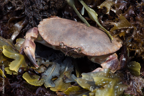 Brown Crab (Cancer Pagarus)/Brown Crab amongst Seaweed on a barnacle covered rock