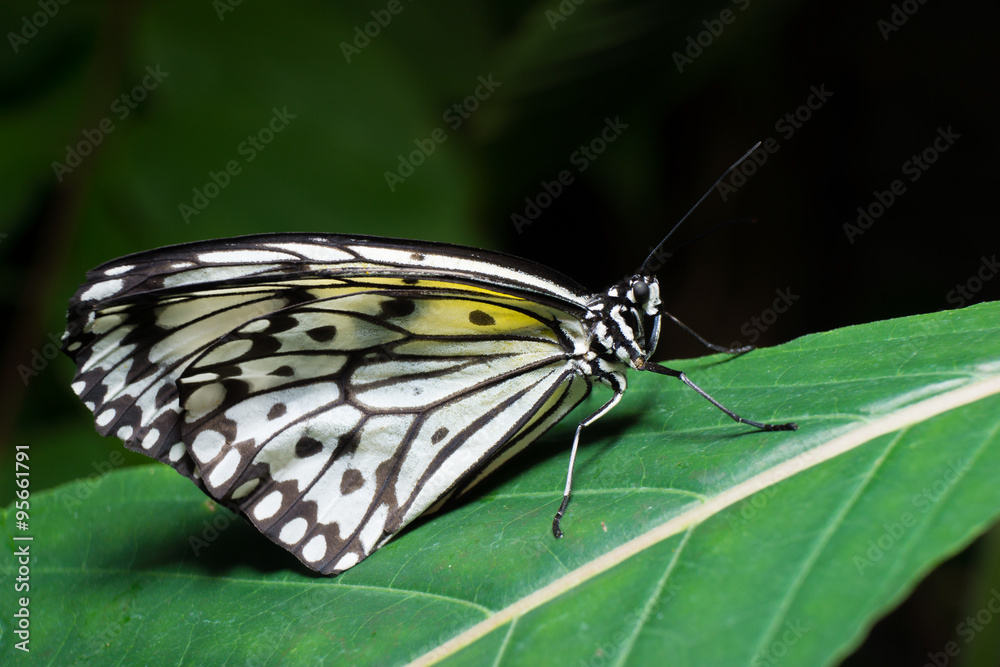 Obraz premium Butterfly