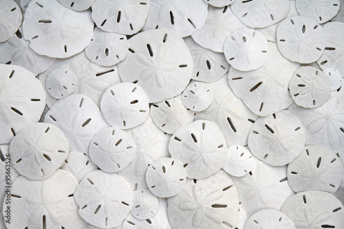 Looking down on a vast array of white sand dollars