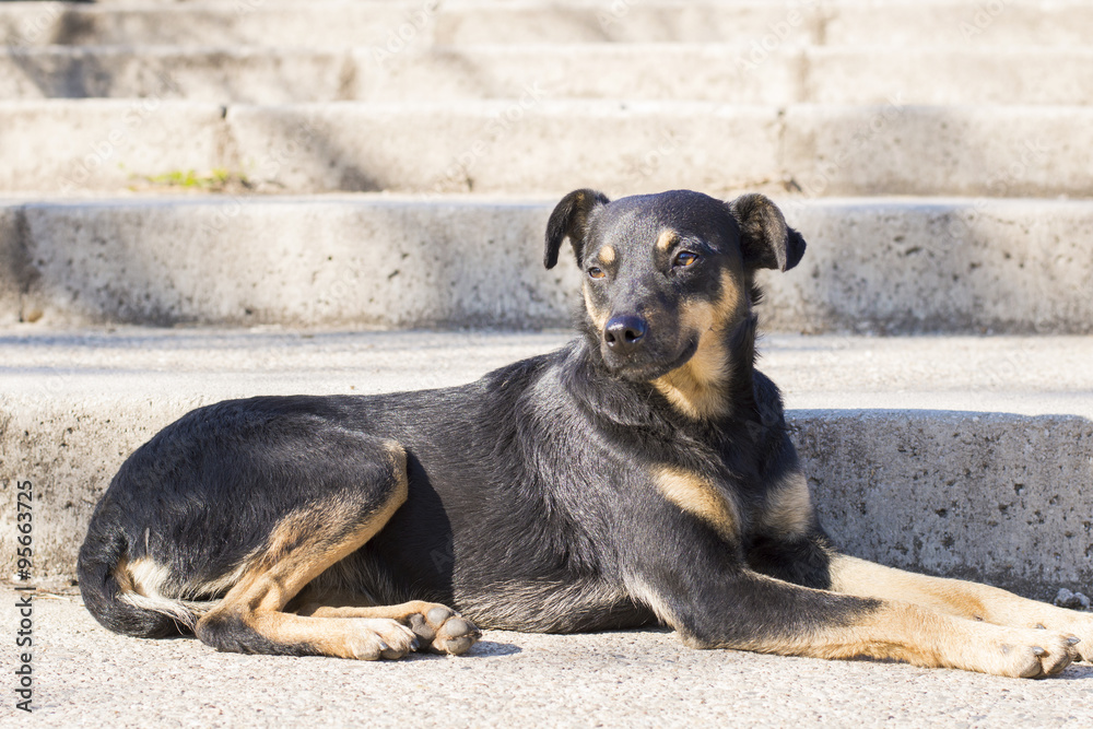 Black mix breed dog lying on the staircase Black mix breed dog lying on the staircase