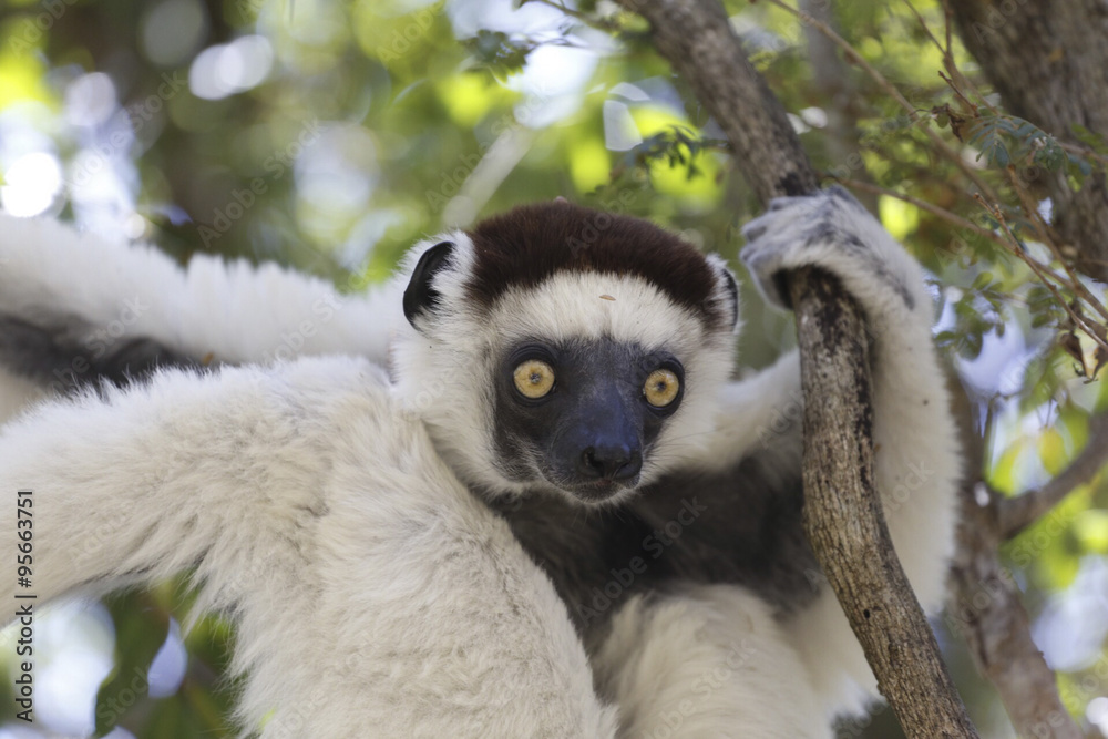 Obraz premium White sifaka lemur surprised in the forest