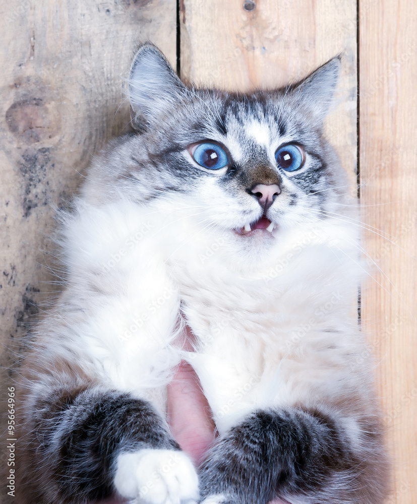 Portrait of a surprised cat Portrait of a surprised cat