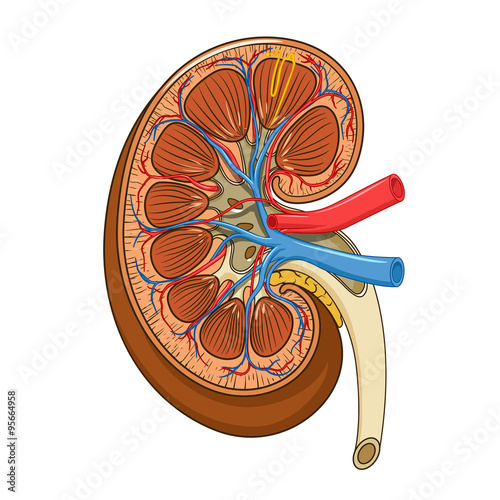 Structure of the kidney medical vector