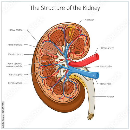 Structure of the kidney medical vector