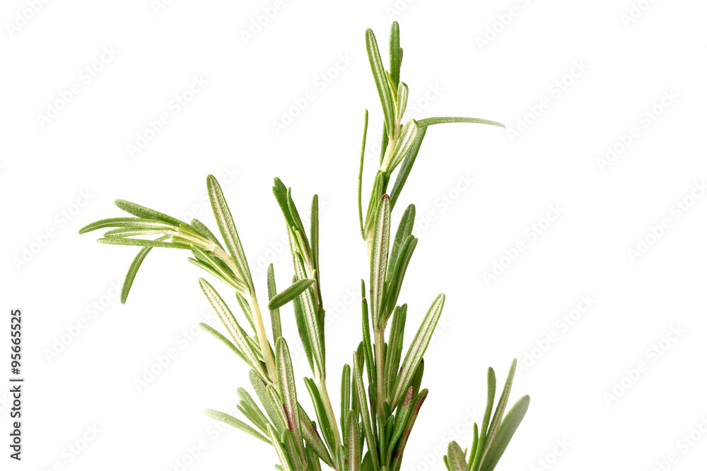 Fototapeta premium Rozmaryn na białym tle na białym tle