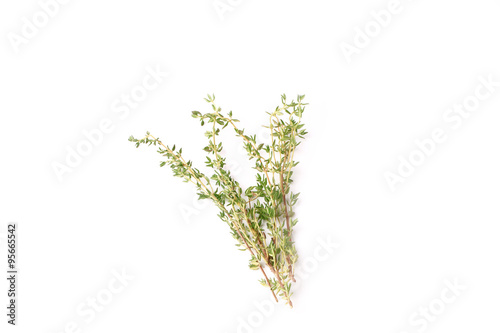 thyme isolated on a white background