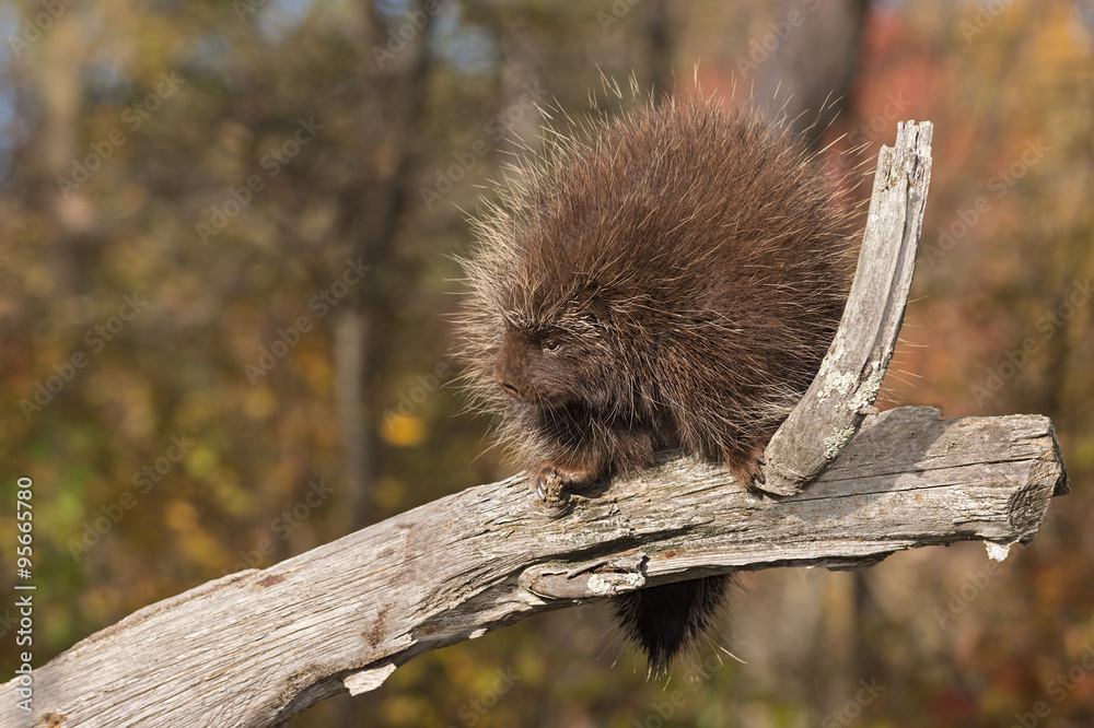 Porcupine (Erethizon dorsatum) Looks Left from Branch