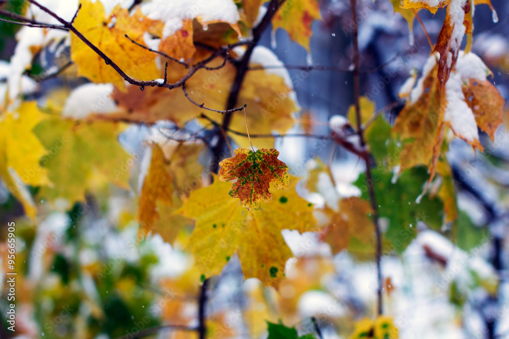yellow and green autumn leaves of a maple in the snow yellow and green autumn leaves of a maple in the snow