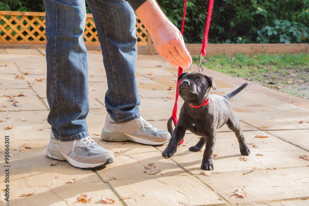 Fototapeta Cute Staffordshire Bull Terrier puppy training on a red leash.