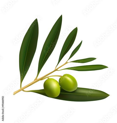 Olive tree branch on white background. Vector illustration