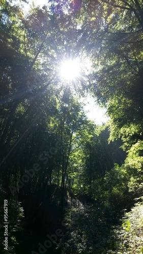 Mittagssonne im Wald