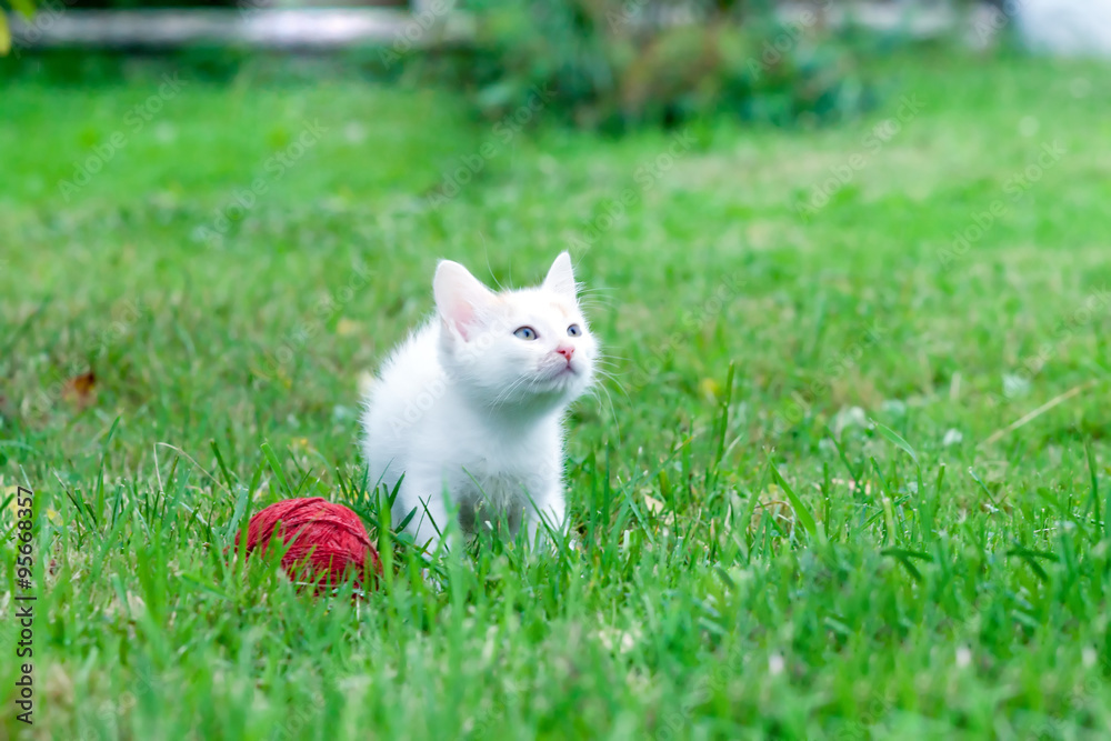 little kitten with a ball of yarn on the green grass
