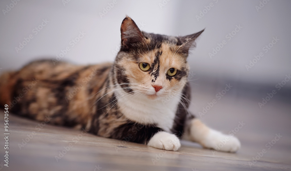 Domestic cat of a multi-colored color
