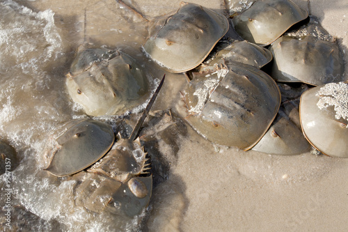 Horseshoe Crab (Limulus polyphemus) on New Jersey beaches along the Delaware Bay during spawing season