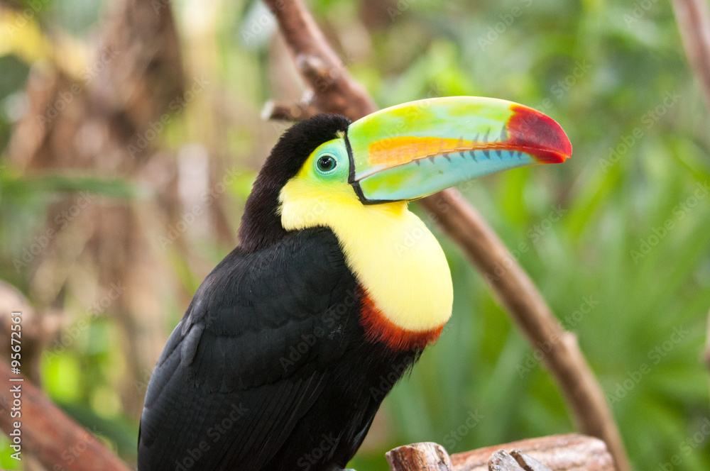 Fototapeta premium Toucan - Central America