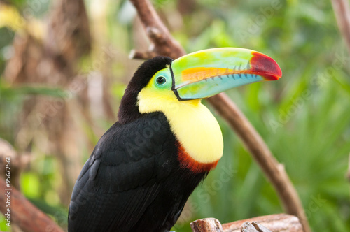 Toucan - Central America