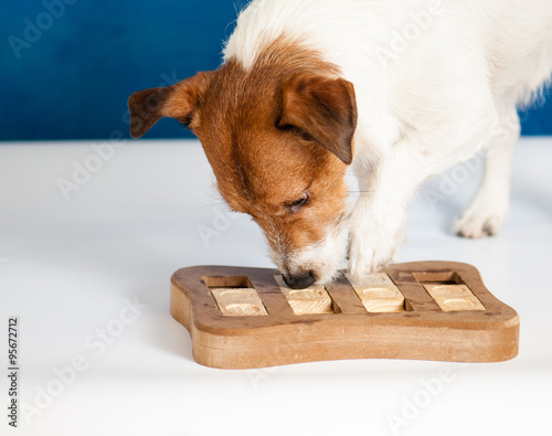 Dog playing Intellectual game. Jack Russell Terrier sniffing for yummy
