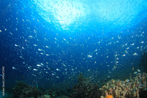 Underwater scene - fish on ocean coral reef