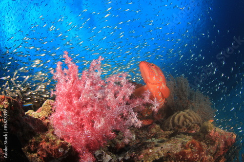 podwodna-scena-ryba-morska-w-naturalnym-srodowisko